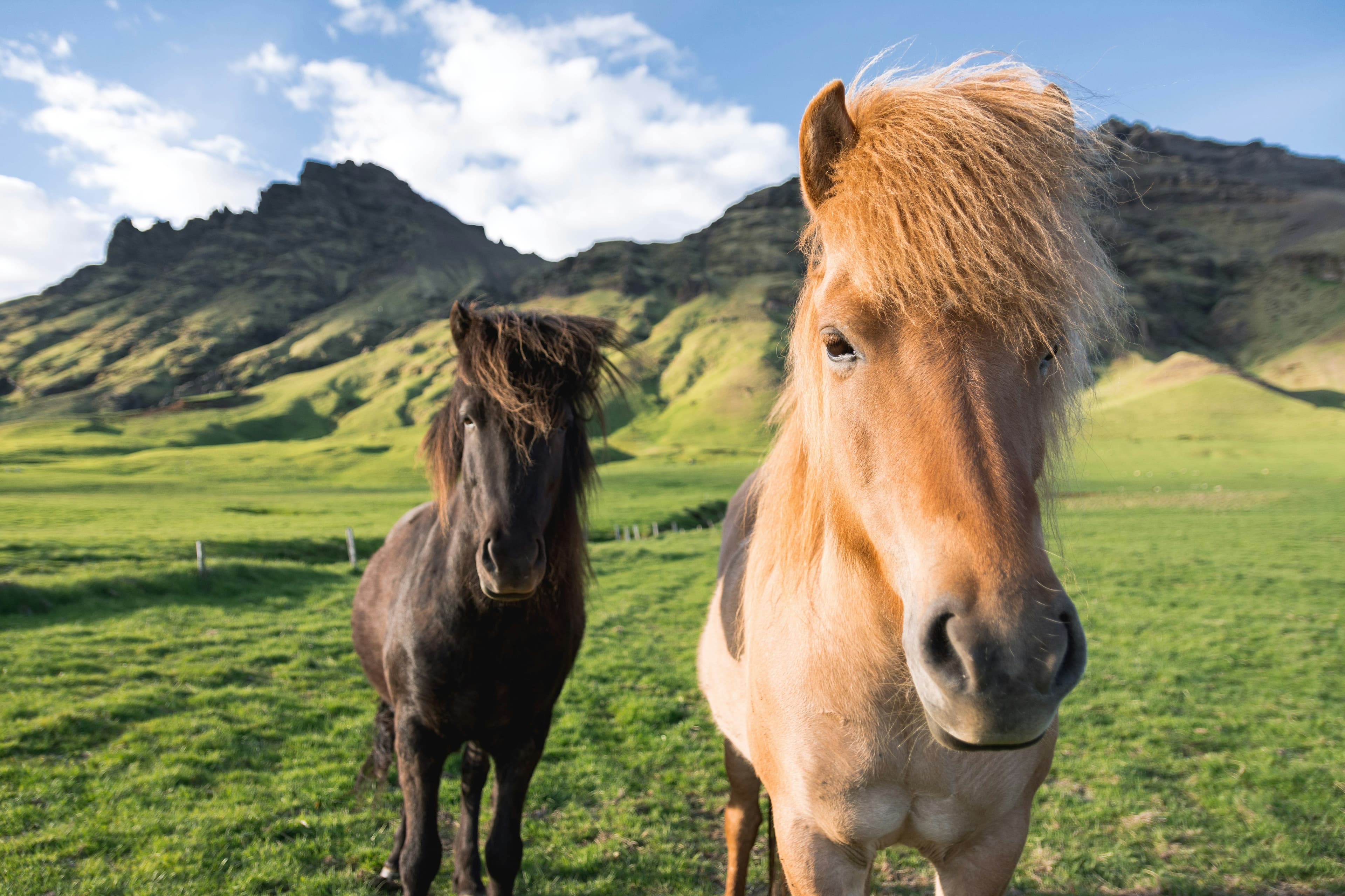 Cheval galopant dans un pré au coucher du soleil